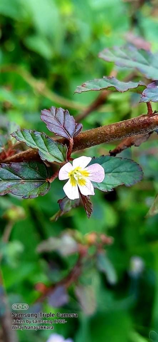 Melochia corchorifolia L.